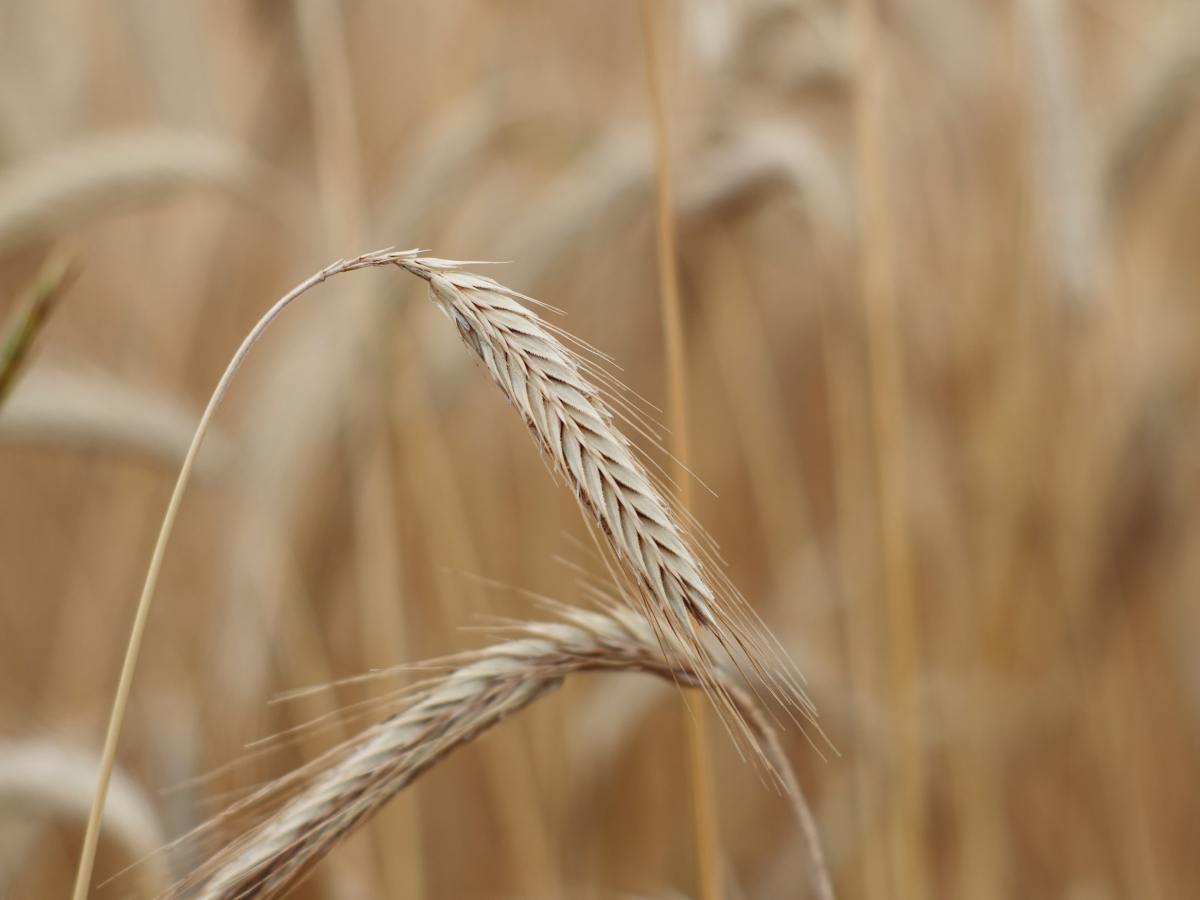 Die Familie bringt die Liebe für die Gesellschaft, die Nation und die Menschheit&nbsp;hervor