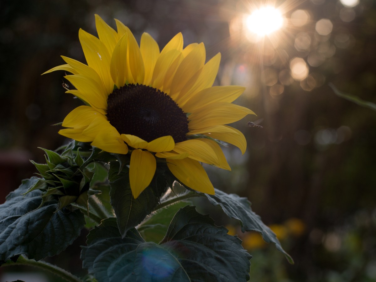 Ursprüngliche menschliche Wesen sind von der Wahren Liebe&nbsp;hingerissen
