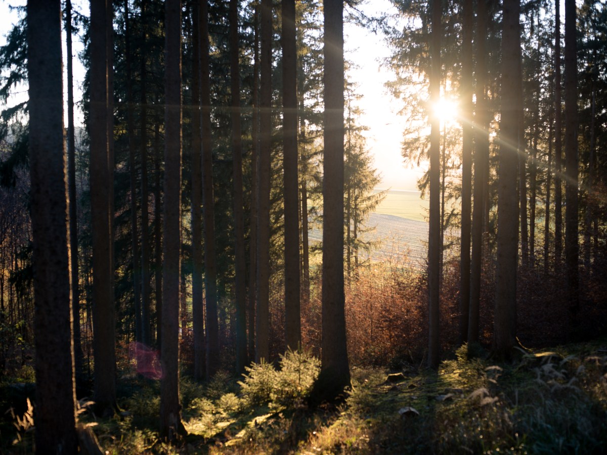 Männer und Frauen harmonieren in der&nbsp;Liebe