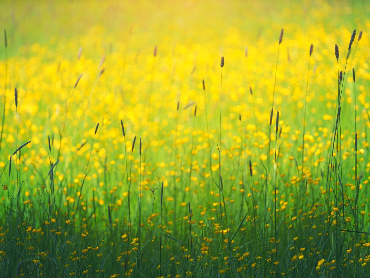 Brüderliche Liebe ist ein Modell der Liebe für alle Menschen auf der&nbsp;Welt