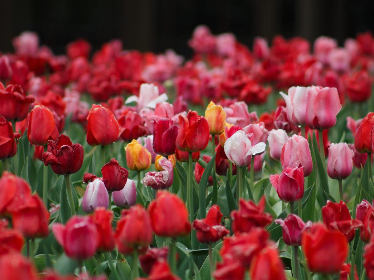 Die Liebe der Eltern bleibt vollständig, auch wenn sie immer wieder geteilt&nbsp;wird