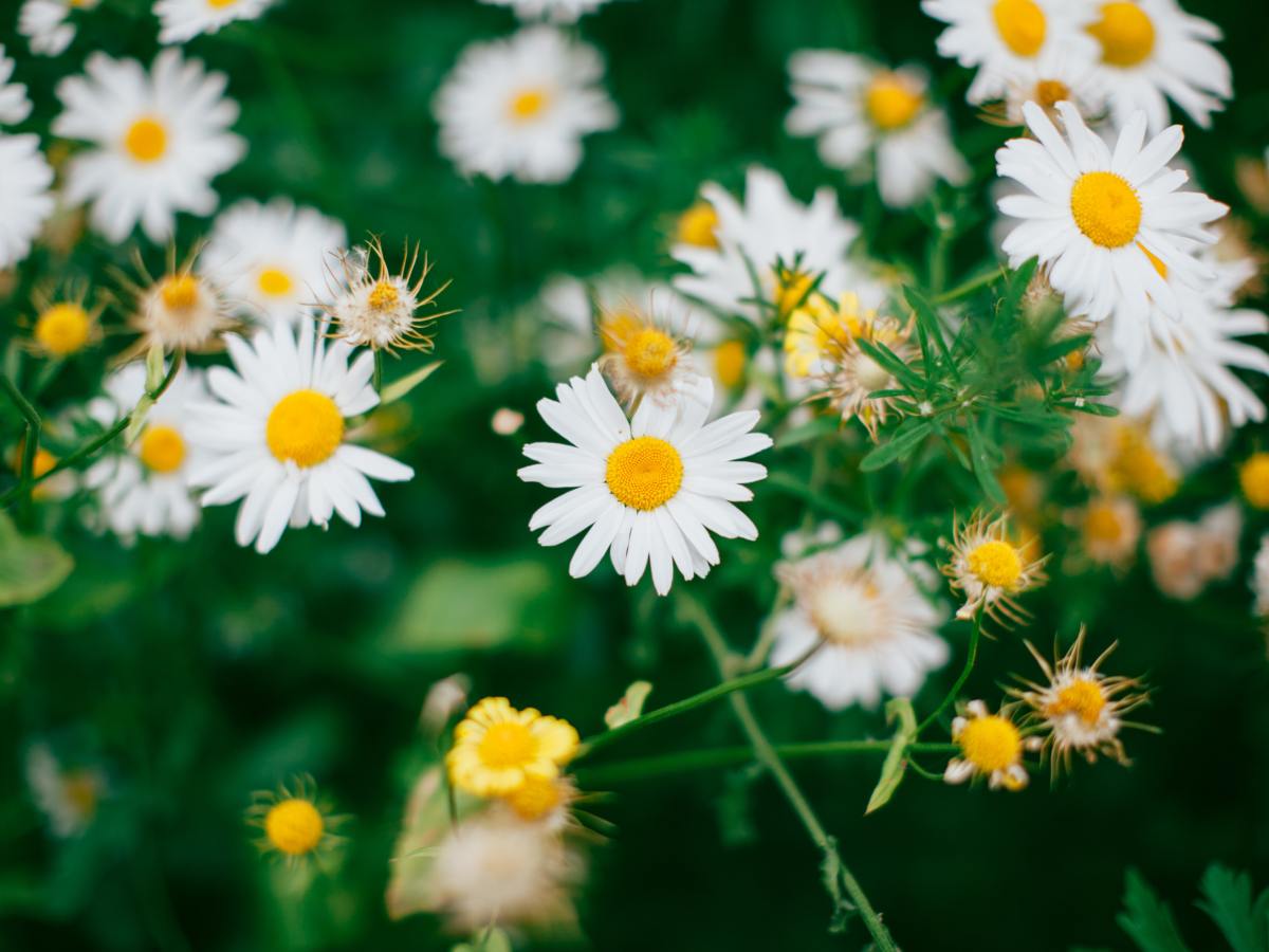 Eheliche Liebe ist die Blume des gesamten&nbsp;Universums