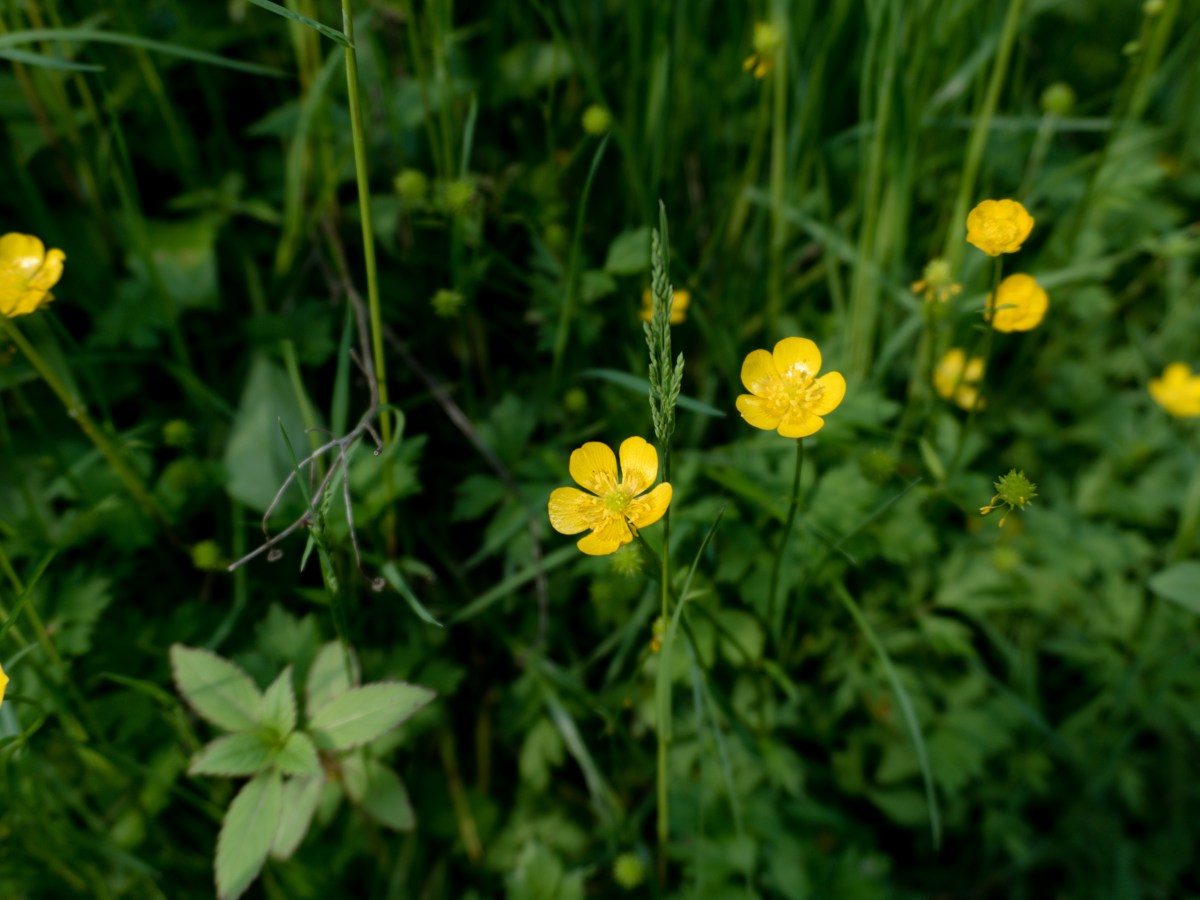 Am Anfang wussten wir in natürlicher Weise um&nbsp;Gott