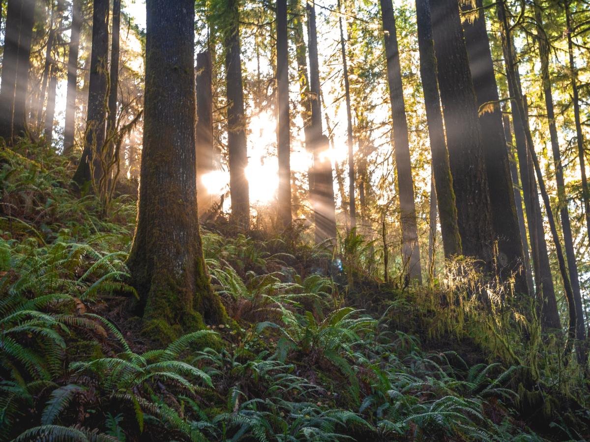 Gottes Wille beim Erschaffen aller&nbsp;Dinge