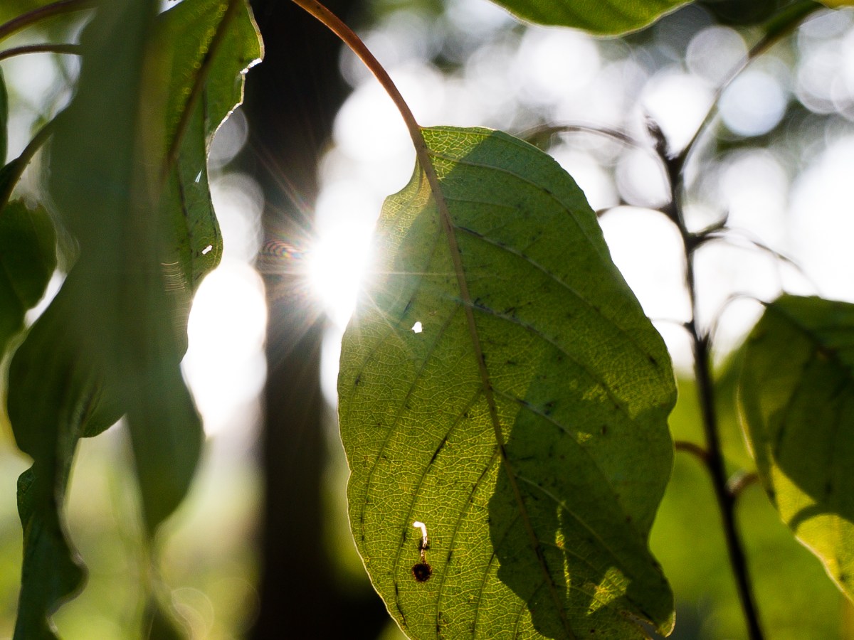 Gott erschuf die Menschen als seine Objektpartner der&nbsp;Liebe